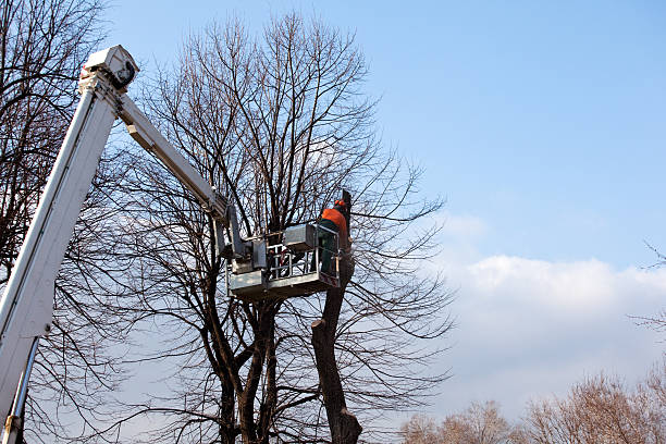 Trusted Maurice, LA Tree Services Experts